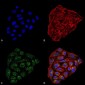 CD74 Antibody